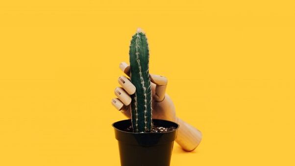 Peniksen paksuus kaktuksen esimerkin avulla